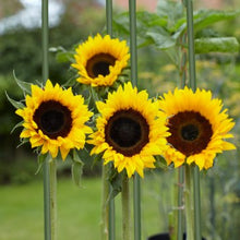 Load image into Gallery viewer, Gro-Stake 0.9m x 8mm Reusable Garden Stakes | Plastic Coated Steel | Plant Support