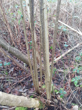 Load image into Gallery viewer, 240cm Hazel 2.5cm (1") diameter rods beanpoles, hurdle rods, stakes- Fresh cut