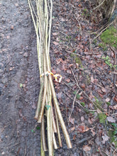 Load image into Gallery viewer, Morris Dancing Hazel stick 60cm x 31mm or 76cm x 31mm. Best sound. Fresh cut.