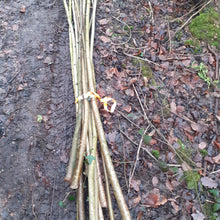 Load image into Gallery viewer, 120cm (4ft) Hazel 25mm (1") diameter bean pea poles, hurdle rods, stakes, sticks. - Fresh cut