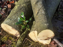 Load image into Gallery viewer, Holly - 5 Fresh cut 'Green'. Blanks, turning, crafting, Holly Logs 30cm Long