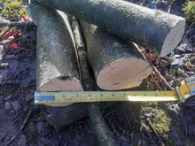 Load image into Gallery viewer, Holly - 5 Fresh cut 'Green'. Blanks, turning, crafting, Holly Logs 30cm Long