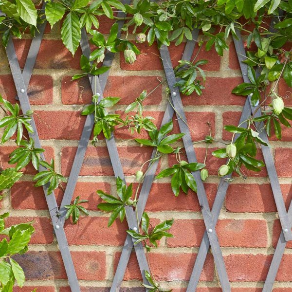 0.6m x 1.8m Slate Grey Heavy Duty Expanding Wooden Trellis – Plant Support