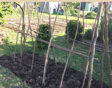Load image into Gallery viewer, 12 x 120cm (4ft) Hazel 2.5cm (1") diameter bean pea poles, hurdle rods, stakes, sticks. - Fresh cut
