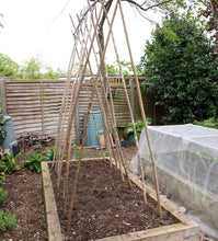 Load image into Gallery viewer, 12 x 120cm (4ft) Hazel 2.5cm (1") diameter bean pea poles, hurdle rods, stakes, sticks. - Fresh cut