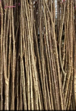 Load image into Gallery viewer, 36 x 240cm (8ft) 2.5cm (1") Dia Hazel Rods beanpoles, hurdle rods, stakes- Fresh cut 8ft