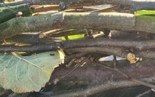 Load image into Gallery viewer, 5 x 20cm Fresh apple tree twigs for rabbits and guinea pigs. Cut fresh to order.