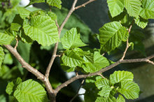 Load image into Gallery viewer, 100g Freshy picked Hazel Leaves & Twigs