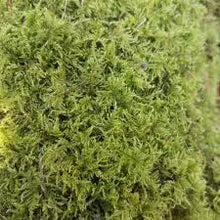 Load image into Gallery viewer, 1kg Live Feather Moss - Wreaths, Terrarium, House Plant, Gardens, Pots, Baskets. Capillary, Mulch, Potting, Display, Living Moss