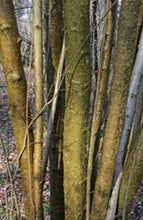 Load image into Gallery viewer, Wide Hazel Posts 120cm (4ft) 7.5cm (3") to 10cm (4") Diameter Hazel fence gate posts unpeeled Pointed or Flat (non-pointed) Sold individually