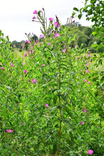 Load image into Gallery viewer, Hairy Willowherb – 5 Live Plants with Roots | Pond Marginal & Wildlife Plant