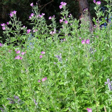 Load image into Gallery viewer, Hairy Willowherb – 5 Live Plants with Roots | Pond Marginal & Wildlife Plant