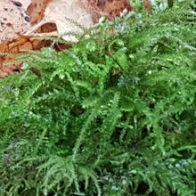 Load image into Gallery viewer, Feather Moss 0.5m x 1m - Indigenous UK - Terrarium, House Plant, Gardens, Pots, Baskets. Capillary, Mulch