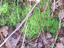 Load image into Gallery viewer, 1kg Live Feather Moss - Wreaths, Terrarium, House Plant, Gardens, Pots, Baskets. Capillary, Mulch, Potting, Display, Living Moss