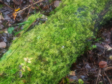 Load image into Gallery viewer, 1kg Live Feather Moss - Wreaths, Terrarium, House Plant, Gardens, Pots, Baskets. Capillary, Mulch, Potting, Display, Living Moss