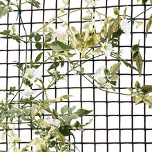 Load image into Gallery viewer, Smart Garden Plastic Fencing 15mm 20mm or 50mm mesh holes. Plant support fence, 1m or 0.5m tall Green or Brown.
