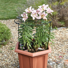 Load image into Gallery viewer, Gro-Ring Open mesh design - plants grow through easily. Various sizes; 30 x 45cm, 40 x 60cm or 50 x 75cm
