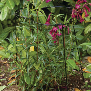 Flexi Ring, Single or double height  35cm x 60cm or 35cm x 90cm for short stemmed plants