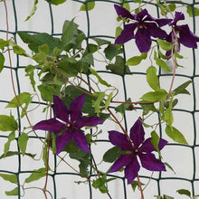 Load image into Gallery viewer, Smart Garden Plastic Fencing 15mm 20mm or 50mm mesh holes. Plant support fence, 1m or 0.5m tall Green or Brown.
