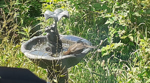 Frog Frolics!  - Frog Solar Powered Water Fountain - No Mains required - Water Feature