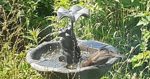 Frog Frolics!  - Frog Solar Powered Water Fountain - No Mains required - Water Feature