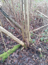 Load image into Gallery viewer, 240cm Hazel 2.5cm (1") diameter rods beanpoles, hurdle rods, stakes- Fresh cut
