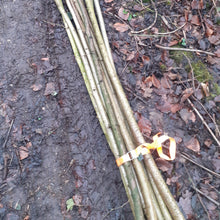 Load image into Gallery viewer, 240cm Hazel 2.5cm (1") diameter rods beanpoles, hurdle rods, stakes- Fresh cut
