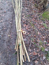 Load image into Gallery viewer, Morris Dancing Hazel stick 60cm x 3cm. Best sound. fresh cut.
