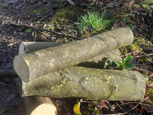 Load image into Gallery viewer, Holly - 5 Fresh cut 'Green'. Blanks, turning, crafting, Holly Logs 30cm Long
