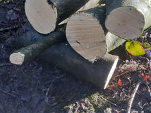 Load image into Gallery viewer, Holly - 5 Fresh cut 'Green'. Blanks, turning, crafting, Holly Logs 30cm Long

