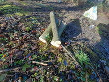 Load image into Gallery viewer, Holly - 5 Fresh cut 'Green'. Blanks, turning, crafting, Holly Logs 30cm Long
