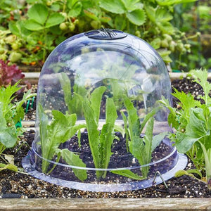 GroZone Clear Cloche & Bell Cloche - Standard & Jumbo