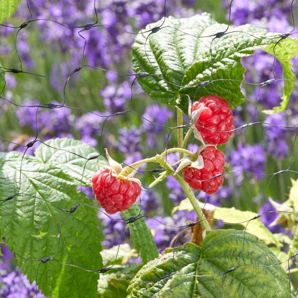 Fruit Netting, 25mm Black Mesh, 4m x 10m - For fruit, vegetables and crops