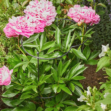 Load image into Gallery viewer, Gro-Cone 3 different sizes; 25Dia x 55cmH  38Dia x 55cmH, 30Dia x75cmH aid and support growing
