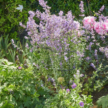 Load image into Gallery viewer, Gro-Links Can be linked to support plants of any shape. Options 20cm x 50cm, 25cm 70cm or 30cm x 90cm
