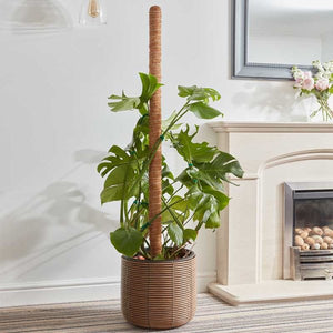 Smart Plant Supports - CocoMoss Coir Moss Pole fibre with a rot proof core From 60cm to 150cm
