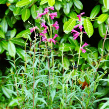 Load image into Gallery viewer, Powder coated Gro-Stems 75cm 3 pack plant support

