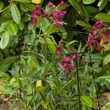 Load image into Gallery viewer, Gro-Cone 3 different sizes; 25Dia x 55cmH  38Dia x 55cmH, 30Dia x75cmH aid and support growing
