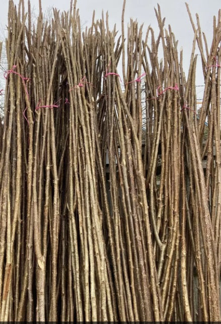 12 x 240cm 8ft Hazel beanpoles, rods, stakes, - Discount when 2 or more bundles are ordered