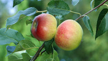 Load image into Gallery viewer, 5 x 20cm Fresh apple tree twigs for rabbits and guinea pigs. Cut fresh to order.
