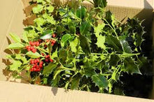 Load image into Gallery viewer, 5kg Holly - Freshly cut branch sprigs length 25 - 30cm - Ideal for wreaths - UK Delivery
