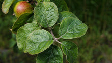 Load image into Gallery viewer, 5 x 20cm Fresh apple tree twigs for rabbits and guinea pigs. Cut fresh to order.
