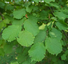 Load image into Gallery viewer, 100g Freshy picked Hazel Leaves &amp; Twigs
