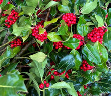 Load image into Gallery viewer, 5kg Holly - Freshly cut branch sprigs length 25 - 30cm - Ideal for wreaths - UK Delivery

