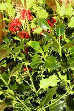 Load image into Gallery viewer, 5kg Holly - Freshly cut branch sprigs length 25 - 30cm - Ideal for wreaths - UK Delivery

