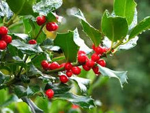 Load image into Gallery viewer, 5kg Holly - Freshly cut branch sprigs length 25 - 30cm - Ideal for wreaths - UK Delivery
