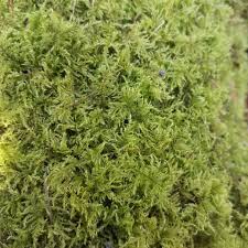 1kg - 5kg Live Feather Moss - Wreaths, Terrarium, House Plant, Gardens, Pots, Baskets. Capillary, Mulch, Potting, Display, Living Moss