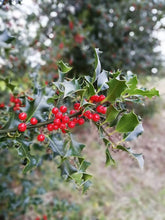 Load image into Gallery viewer, 5kg Holly - Freshly cut branch sprigs length 25 - 30cm - Ideal for wreaths - UK Delivery
