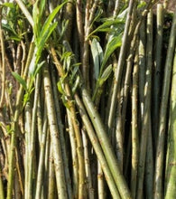 Load image into Gallery viewer, 5 x 20cm Fresh willow sticks for rabbits and guinea pigs
