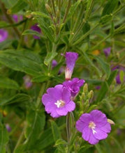 Load image into Gallery viewer, Hairy Willowherb – 5 Live Plants with Roots | Pond Marginal &amp; Wildlife Plant

